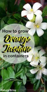 Murraya hedge / october 9, 2020 january 9, 2021. How To Grow Kamini Orange Jasmine Growing Murraya Paniculata
