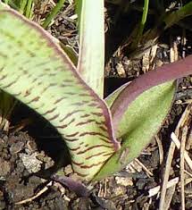 Image result for Ledebouria cooperi