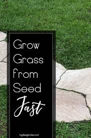 Examine the seeds to make sure they are healthy and in good condition. How To Grow Grass From Seed In Florida Like A Pro My Design Rules