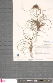 Image result for Cyperus tenax