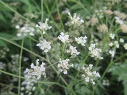 Image result for Torilis