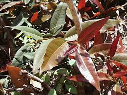 Image result for Ficus ingens