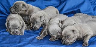 I'm moving to a new apartment that doesn't accept dogs. Gumtree Australia Blue Staffy Puppy Cute Animals Blue Staffy