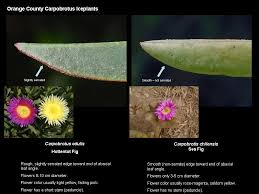Image result for Carpobrotus
