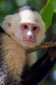 Capuchin Monkey Capuchin Monkey Pet Monkey Capuchin Monkey Pet
