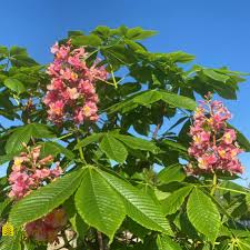 Image result for Aesculus