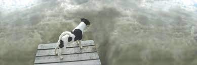 From the moment you call us, assisting you will be our first priority. Compassionate Care Home Pet Euthanasia And Cremation Service Home Facebook