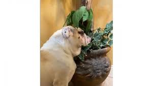 Voyez l'heure locale partout dans le monde ! Le Changement D Heure Est Difficile Pour Plein De Monde Le Courrier Du Sud