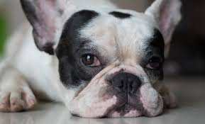 They will talk you through the various options, depending on the type of cancer your dog has. Nasal Tumors In Dogs A Helpful Guide Canna Pet