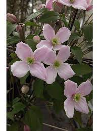 Data specific to clematis (edit). Gartenkrone Bergwaldrebe Clematis Montana Rubens Rosa Winterhart Hagebau De