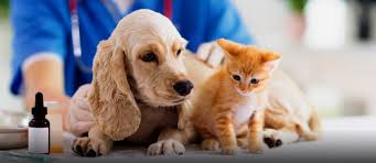 Carolina value pet care is not a traditional veterinary clinic. Top Vets In Sharjah Vet Plus Al Maha Clinic More Mybayut