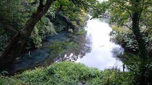 日本を代表する清流 tojomedia 水草 清流 カワセミ