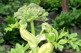 Engelwurz Angelica Archangelica Awl Ch