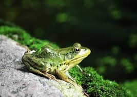 Resultado de imagen de rana