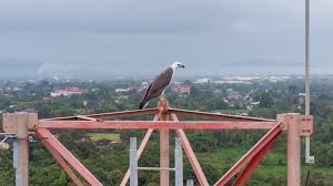 Image result for Malacca Blue 1990 Eagle