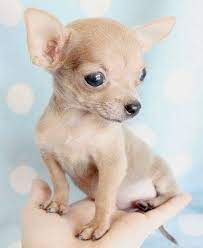 17 Funny Chihuahua That Will Make You Laugh Chihuahua Puppies Teacup Chihuahua Puppies Chihuahua Puppies For Sale