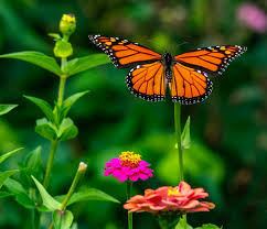 BIF: butterflies in flight — Neurotraveler