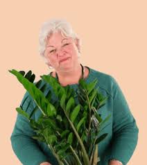 Aralia 101 How To Care For Aralias Bloomscape
