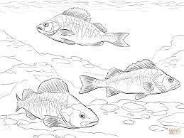 european perch coloring page free printable pages coloriage coeur dur
