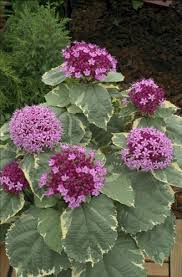 Image result for Clerodendrum