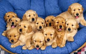 The most important name in the early history of the golden retriever is dudley marjoribanks, the first lord tweedmouth, who developed the breed in the scottish highlands during the reign of victoria. Things To Consider Before Buying A Golden Retriever Puppy Petsupdate