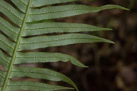 Image result for Blechnum attenuatum