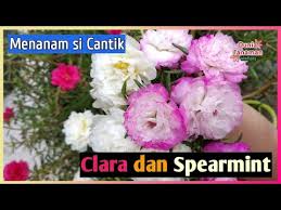 Perawatan bunga krokot (10 mei dan seterusnya) b. Cara Kreatif Menanam Bunga Krokot Moss Rose Dalam Botol Plastik Bekas Diy Gardening From Home Cara Menanam Bunga Nama Bunga