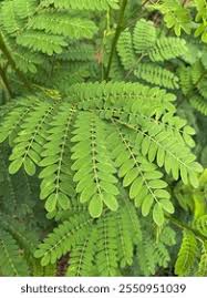Image result for Moringaceae
