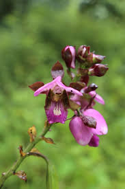 Image result for Eulophia seleensis