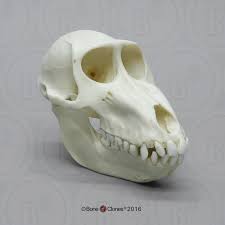 Female Mandrill Baboon Skull - Bone Clones - Osteological Reproductions
