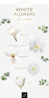 Log in with either your library card number or ez login. 40 Types Of White Flowers Ftd Com Flowers Ftdcom Types White Types Of White Flowers Purple Flowers Garden Wedding Flower Types