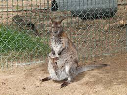Bennett Wallabies For Sale At Back 40 Game Farm Back 40 Game Farm Wallaby Farm Backs