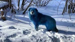 Muore la moglie di marino bartoletti. Avvistato Un Branco Di Cani Blu Il Motivo Allarmante Del Colore Del Loro Pelo