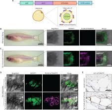 Maybe you would like to learn more about one of these? An In Vivo Reporter For Tracking Lipid Droplet Dynamics In Transparent Zebrafish Elife