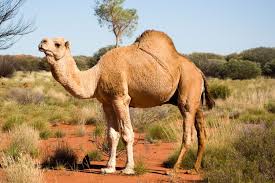 If you do purchase it, make sure that what you get is pasteurized. 5 Reasons Why You Should Give Camel Milk A Go News Articles Delicious Com Au
