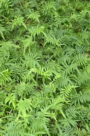 Image result for Christella gueinziana