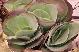 Im singular (einzahl) und plural (mehrzahl) auftreten. Brutblatt Bryophyllum Pflege Der Goethe Pflanze Gartenlexikon De