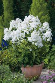 plante vivace ombre et mi ombre phlox haut david florifere rustique balconygarden balcony garden vegetable jardin rose jardins idees jardin