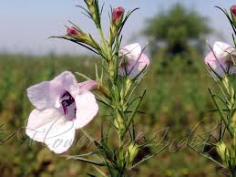 Image result for Sopubia ugandensis