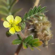 Image result for Zygophyllaceae