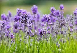 Purple Lavender Flower Backdrop For Photo Booth F 2381 Flowers Nature Lavender Flowers Lavender Fields Photography