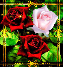 Pin By Fridas Cat On Gorgeous Roses Flowers Gif Beautiful Roses Flowers