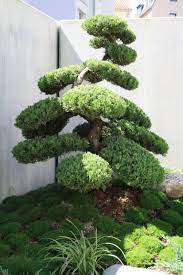 Niwaki Juniperus Chinensis Japanesegardening Zengarden Zen Garden Pond Japanese Garden Garden Design Garden Japanese