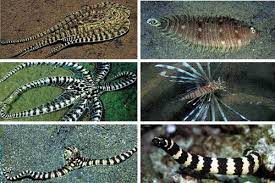 The Mimic Octopus My First Ever Post Not Exactly Rocket Science Mimic Octopus Lion Fish Octopus