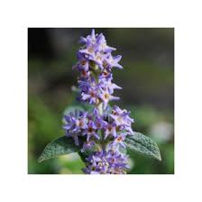Image result for Buddleja salviifolia