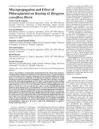 Image result for Diospyros crassiflora