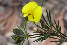 Image result for Ptycholobium