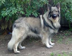 Call or email if interested in the new puppies. Long Hair Silver German Shepherd Novocom Top