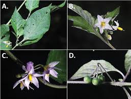 Solanaceae is a taxonomic family of plants that comprises 95 genera of some of the most adaptable flowering plants known to man. A Revision Of The Morelloid Clade Of Solanum L Solanaceae In North And Central America And The Caribbean