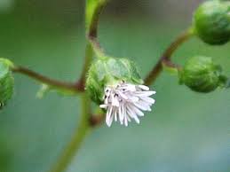 Image result for Adenostemma viscosum